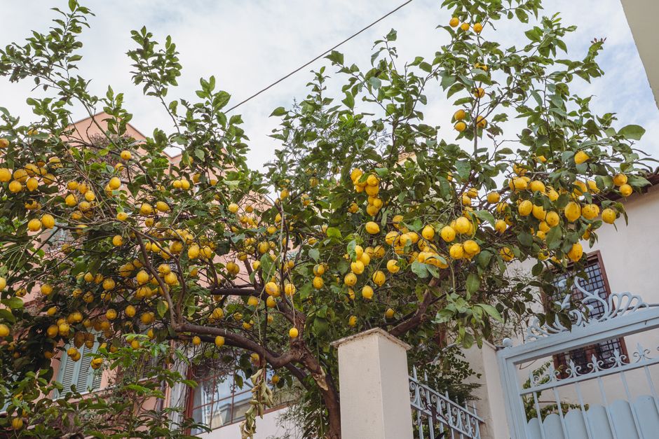 Growing Lemon Trees in British Gardens